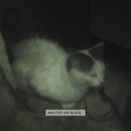 Photo 1/1 Found cat Found in Louerre