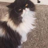 Picture of cat lost at Lons