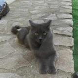 Picture of cat lost at Sauzet