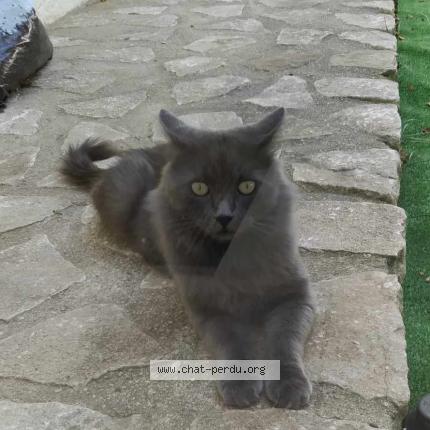 Photo 1/1 Wally Chat lost in Sauzet