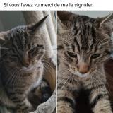 Picture of cat lost at Neder Over Heembeek