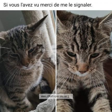 Photo 1/1 Cat reunited Lost in Neder over heembeek