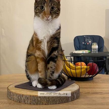 Photo 1/1 PASTELLE Chat lost in Le rouret