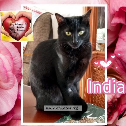 Photo 1/1 India Chat lost in Schoenenbourg