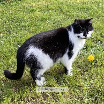 Photo 1/1 Agathe Chat lost in Uccle