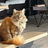 Picture of cat lost at La Trinite