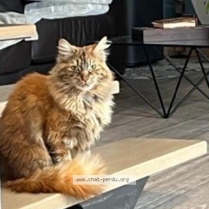 Photo 1/1 LILOU Chat lost in La trinite