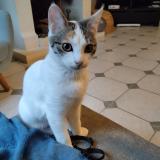 Picture of cat lost at Saint Gervais En Belin