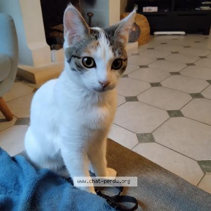 Photo 1/1 CHIPIE Chat lost in Saint gervais en belin