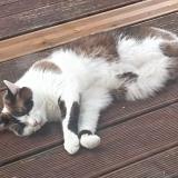 Picture of cat lost at Bourg En Bresse