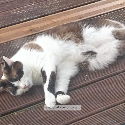 Photo 1/3 Chamallow Chat lost in Bourg en bresse