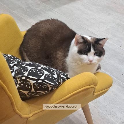 Photo 2/3 Chamallow Chat lost in Bourg en bresse