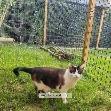 Photo 3/3 Chamallow Chat lost in Bourg en bresse