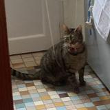 Picture of cat lost at Hennebont