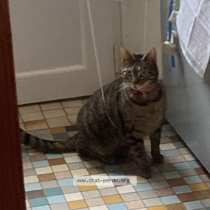 Photo 1/1 Junior Chat lost in Hennebont