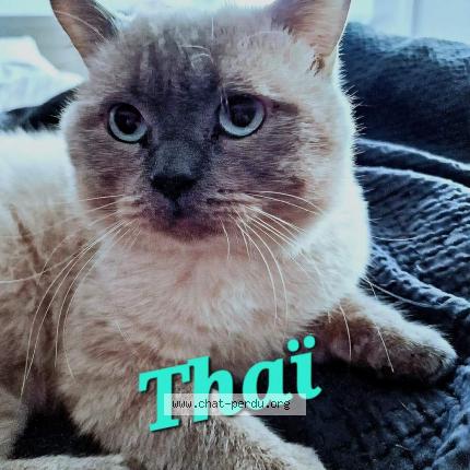 Foto van vermiste kat in Jemeppe Sur Meuse