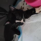 Picture of cat lost at Arpajon