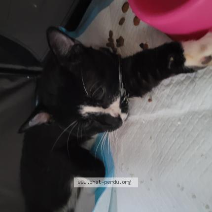 Photo 1/1 Cat reunited Lost in Arpajon