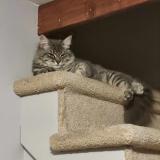 Picture of cat lost at Riviere Des Prairies A Montreal