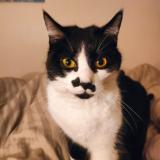 Picture of cat lost at Troyes