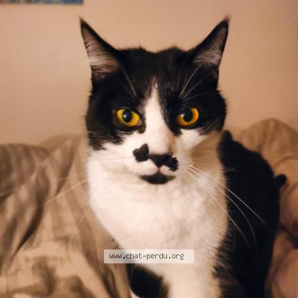 Photo 1/1 Patoune Chat lost in Troyes