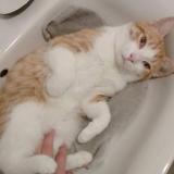 Picture of cat lost at Hulluch