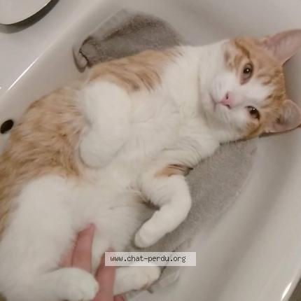 Photo 1/1 Cat reunited Lost in Hulluch