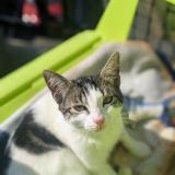 Picture of cat lost at Hulluch