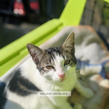 Photo 1/1 Lou Chat lost in Hulluch