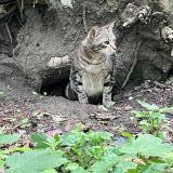 Picture of cat lost at Saint Denis