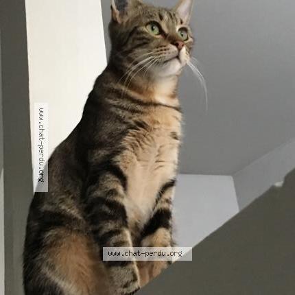 Photo 2/4 BAKOUNINE ou BAKOU Chat lost in Saint denis