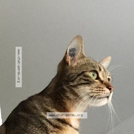 Photo 3/4 BAKOUNINE ou BAKOU Chat lost in Saint denis