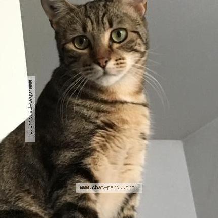 Photo 4/4 BAKOUNINE ou BAKOU Chat lost in Saint denis