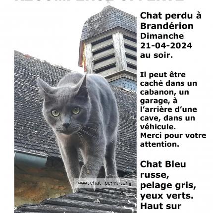 Photo 1/2 Uriel Chat lost in Branderion