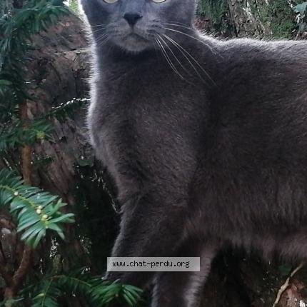 Photo 2/2 Uriel Chat lost in Branderion