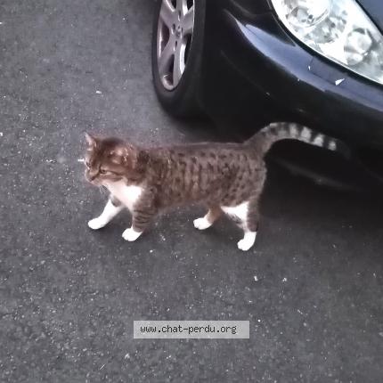 Photo 1/1 Found cat Found in Montamise