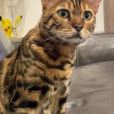 Picture of cat lost at North York