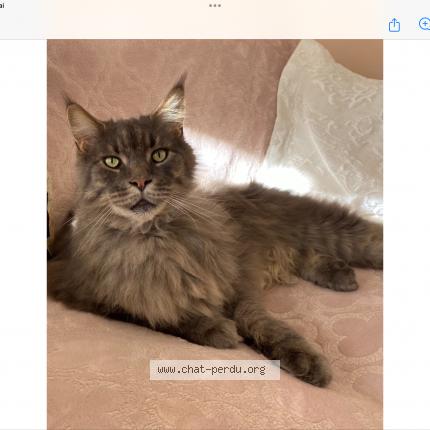 Photo 1/1 Noé Chat lost in Fayence