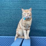 Picture of cat lost at Metz