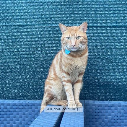 Photo 1/1 Désire pas communiquer le prenom Chat lost in Metz