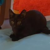 Picture of cat lost at Braine L Alleud