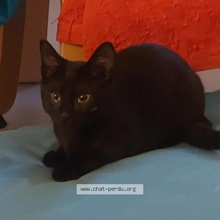 Photo 1/1 Fiona Rossi Chat lost in Braine l alleud