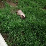 Picture of cat lost at Excenevex