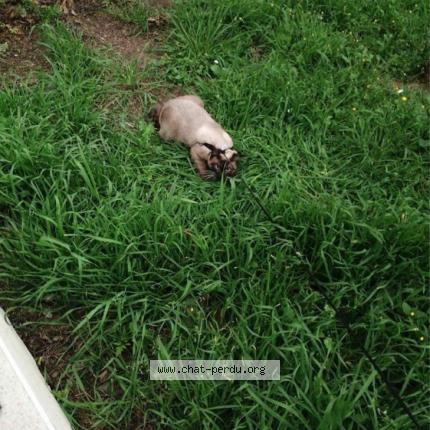 Photo 1/2 Poupy Chat lost in Excenevex