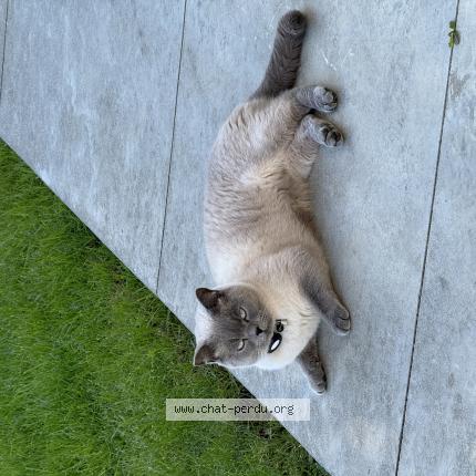 Foto 1/1 Kat teruggevonden Vermist in Dilbeek