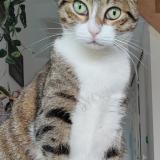 Picture of cat lost at Champrond En Gatine