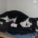 Picture of cat lost at St Bernard