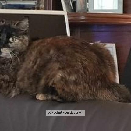 Photo 1/1 Reunited cat Lost in Bourg Les Valence