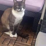 Picture of cat lost at Fresnes