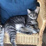 Picture of cat lost at Laize